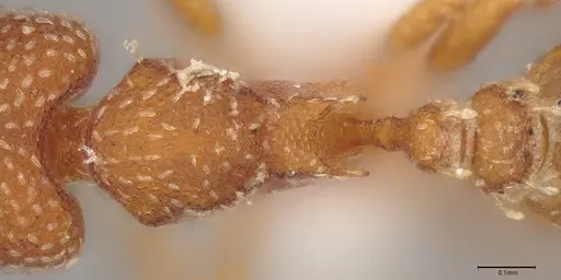 Strumigenys decipula specimen