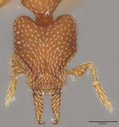 Strumigenys decipula specimen