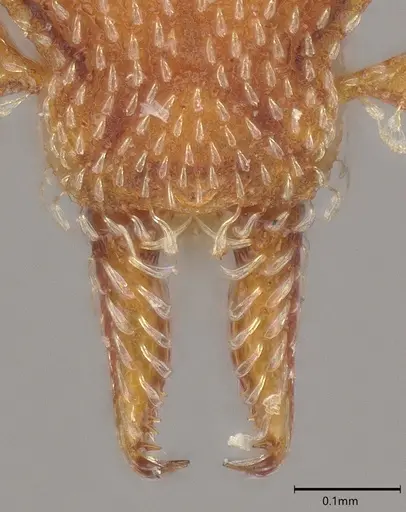 Strumigenys decipula - ANTWEB1053316