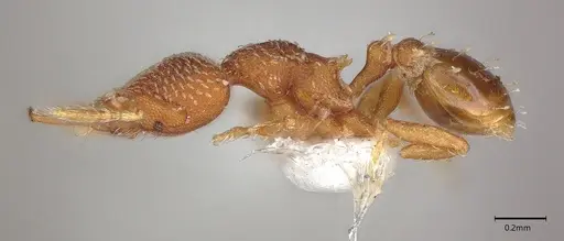 Strumigenys decipula - ANTWEB1053316