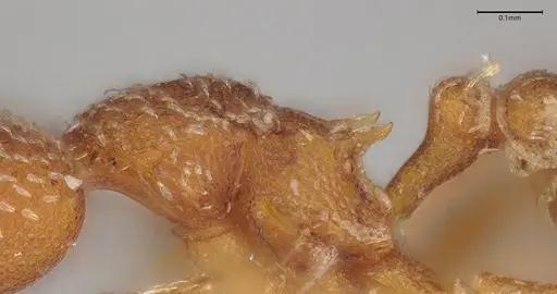 Strumigenys decipula - ANTWEB1053316