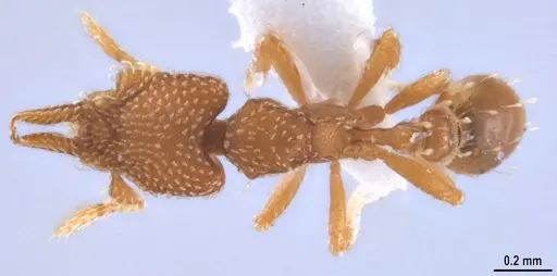 Strumigenys decipula - ANTWEB1053317