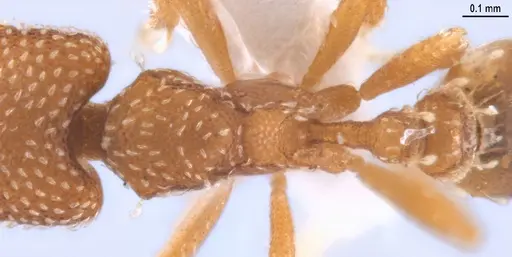 Strumigenys decipula - ANTWEB1053317