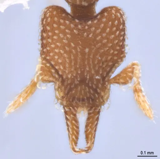 Strumigenys decipula - ANTWEB1053317