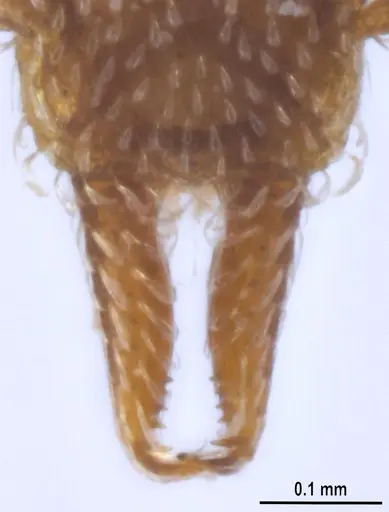 Strumigenys decipula - ANTWEB1053317