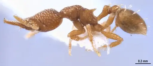 Strumigenys decipula - ANTWEB1053317