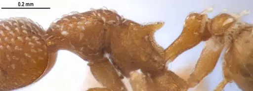 Strumigenys decipula - ANTWEB1053317