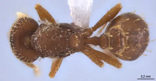 Strumigenys decipula - ANTWEB1053319