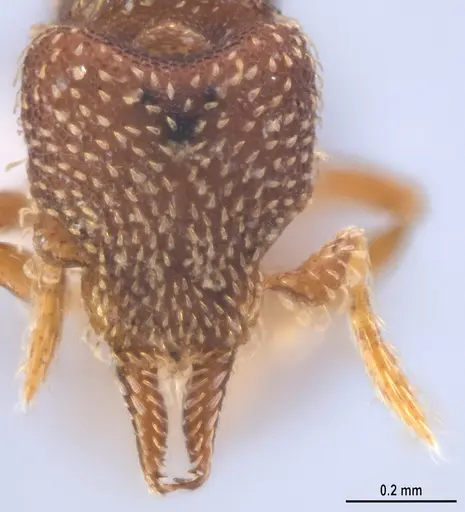 Strumigenys decipula - ANTWEB1053319