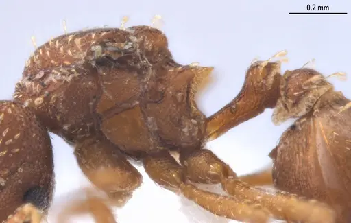 Strumigenys decipula - ANTWEB1053319