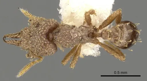 Strumigenys decipula - CASENT0900186