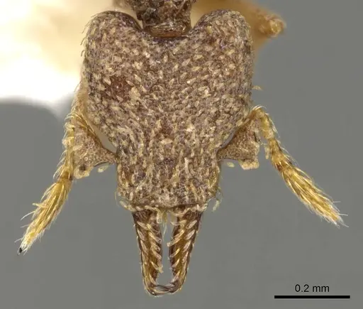 Strumigenys decipula - CASENT0900186