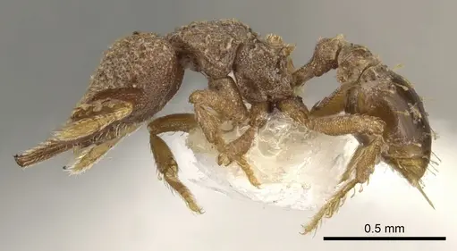 Strumigenys decipula - CASENT0900186