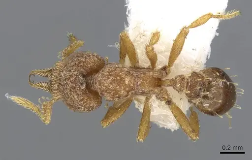 Strumigenys decipula - CASENT0914685