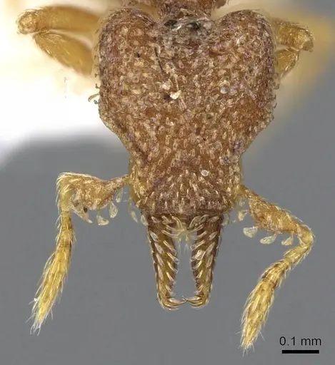 Strumigenys decipula - CASENT0914685