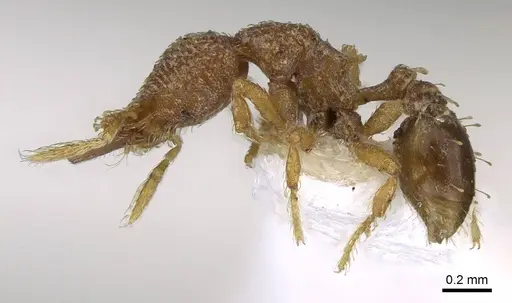 Strumigenys decipula - CASENT0914685