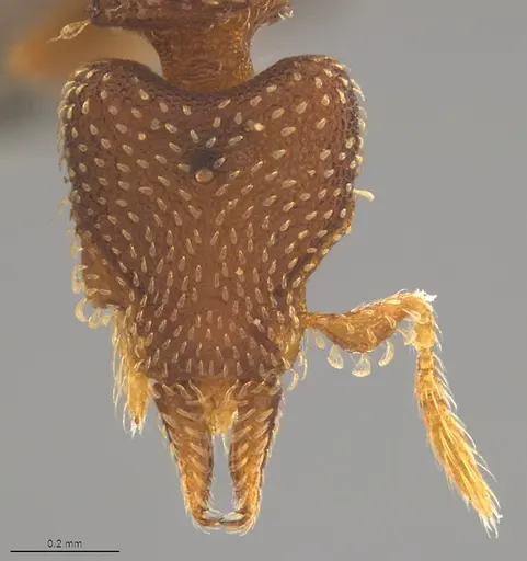 Strumigenys decipula - CASENT4036128