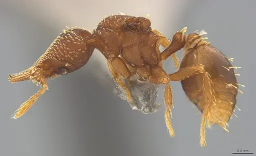 Strumigenys decipula - CASENT4036128