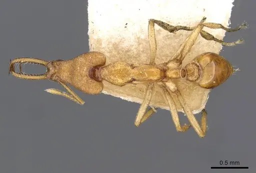 Strumigenys decollata specimen