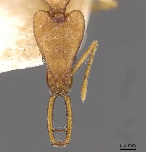 Strumigenys decollata specimen