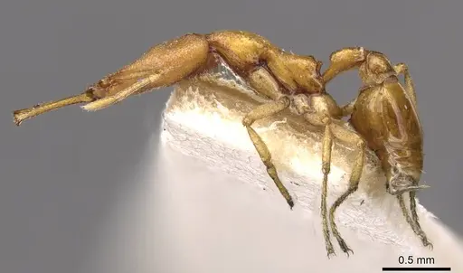 Strumigenys decollata specimen