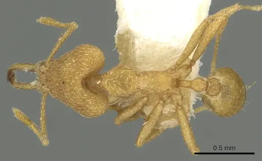 Strumigenys degonya specimen
