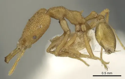 Strumigenys degonya specimen