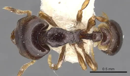 Strumigenys deinomastax specimen