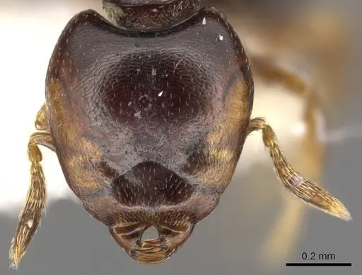 Strumigenys deinomastax specimen