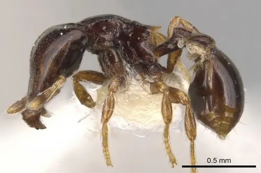 Strumigenys deinomastax specimen