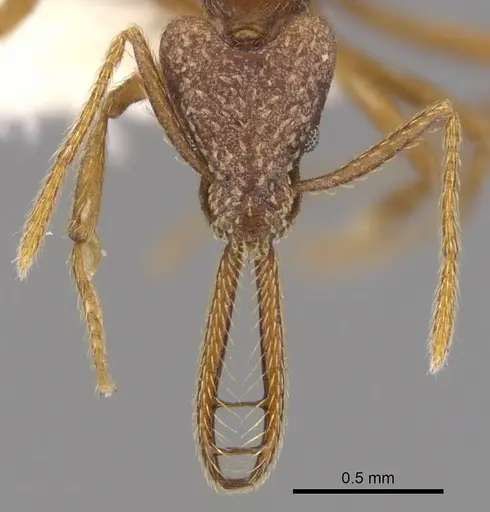 Strumigenys deletrix specimen