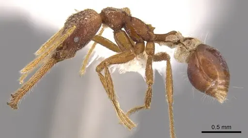 Strumigenys deletrix specimen