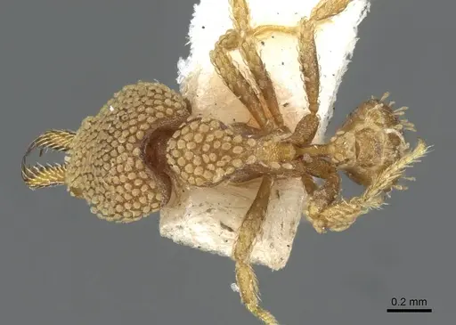 Strumigenys deltisquama specimen