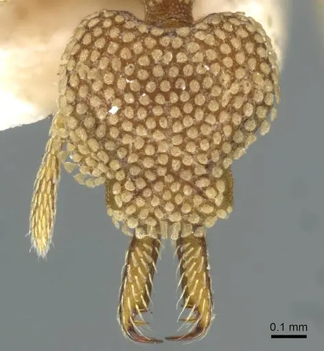 Strumigenys deltisquama specimen