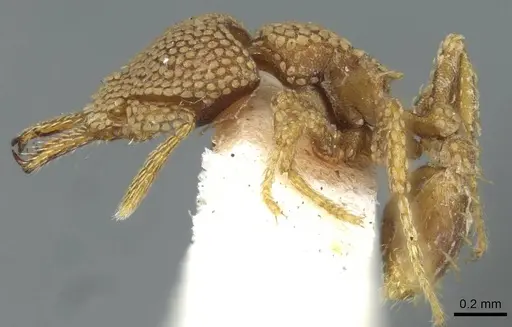 Strumigenys deltisquama specimen