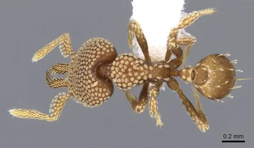 Strumigenys deltisquama - CASENT0914733