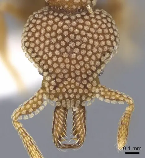 Strumigenys deltisquama - CASENT0914733