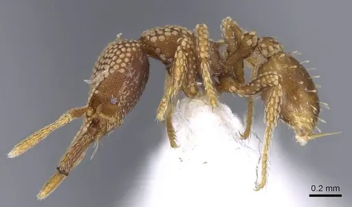 Strumigenys deltisquama - CASENT0914733