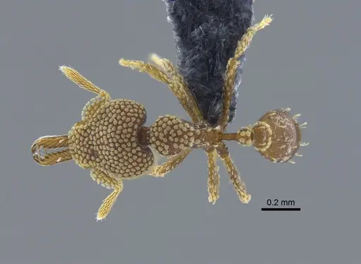 Strumigenys deltisquama - CBUMAGENT41683