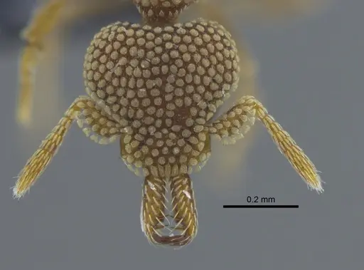 Strumigenys deltisquama - CBUMAGENT41683