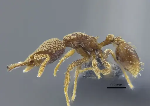 Strumigenys deltisquama - CBUMAGENT41683