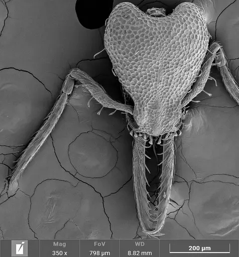 Strumigenys denticulata specimen