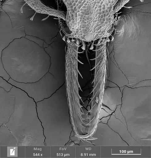 Strumigenys denticulata specimen