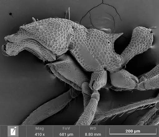 Strumigenys denticulata specimen
