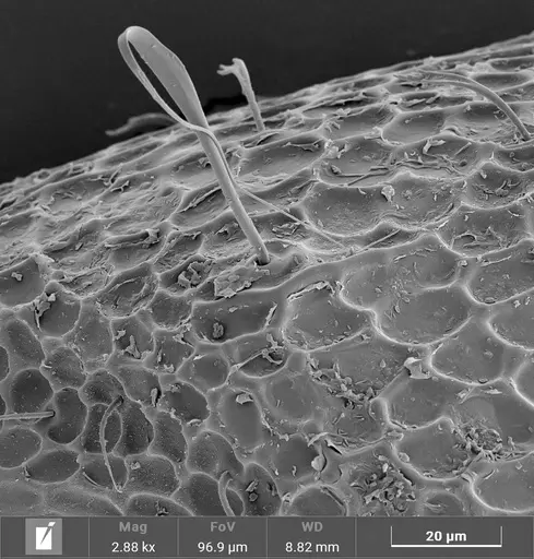 Strumigenys denticulata - ANTWEB1047248