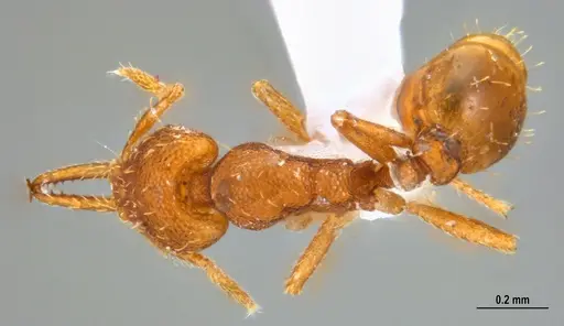 Strumigenys denticulata - ANTWEB1047842