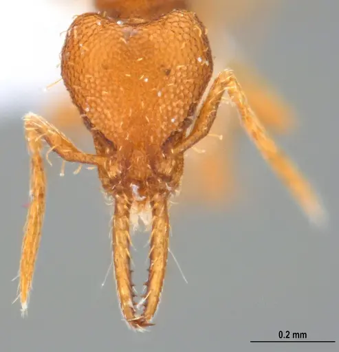 Strumigenys denticulata - ANTWEB1047842