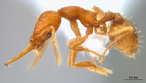 Strumigenys denticulata - ANTWEB1047842