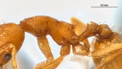 Strumigenys denticulata - ANTWEB1047842