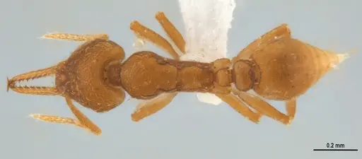 Strumigenys denticulata - ANTWEB1053240